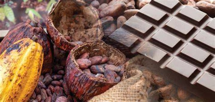 Bean used in making chocolate