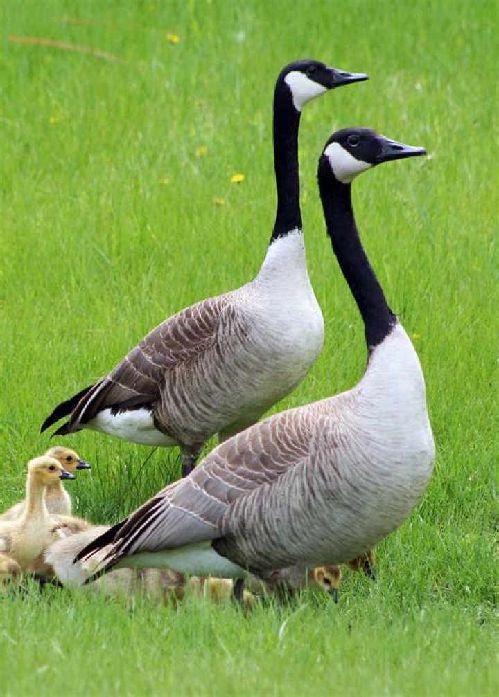 Birds that mate with ganders
