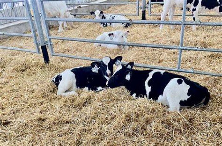 Calves' mooing mothers