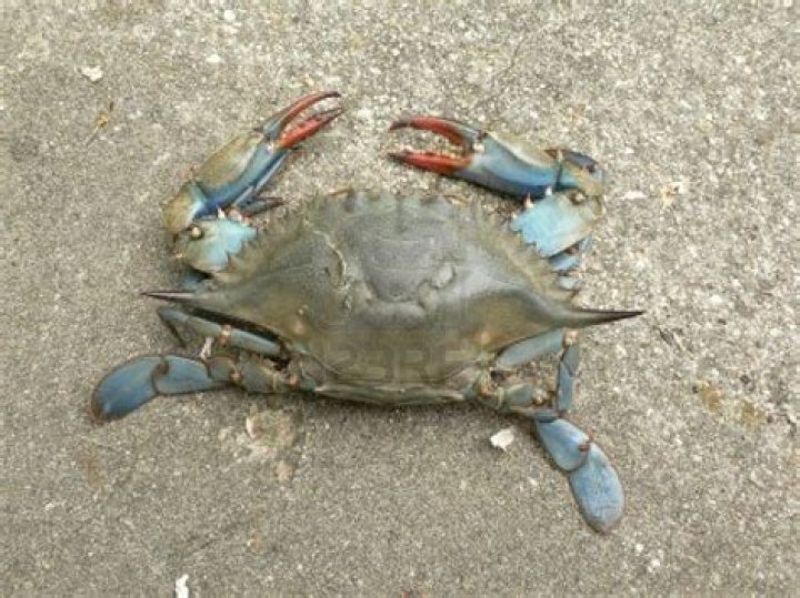 Crustacean that walks sideways