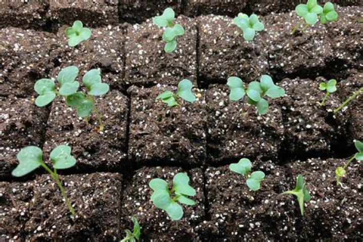 Do all seedlings need to be thinned?