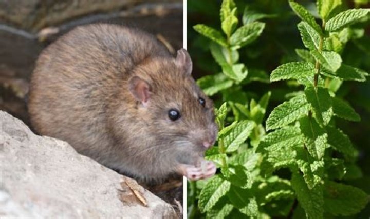 Do rats hate pepper?