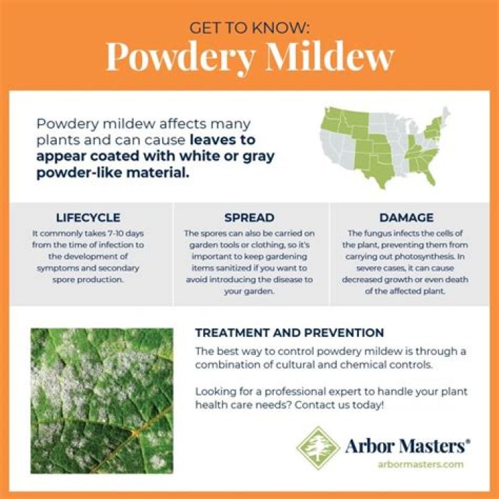 Does powdery mildew affect yield?