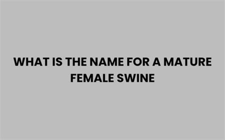 Female swine