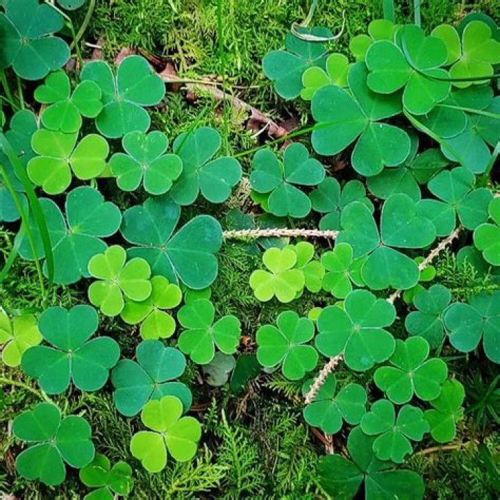 Finding a four-leaf clover is said to be a good one