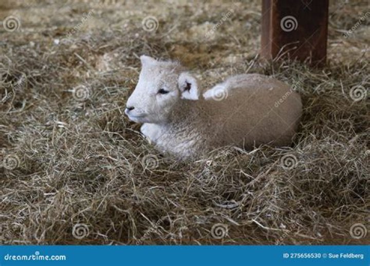 Fleecy farm female