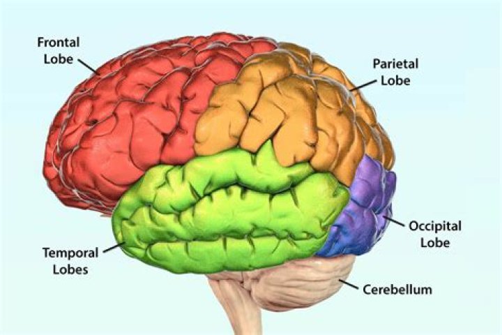 Frontal ___ (part of the brain)