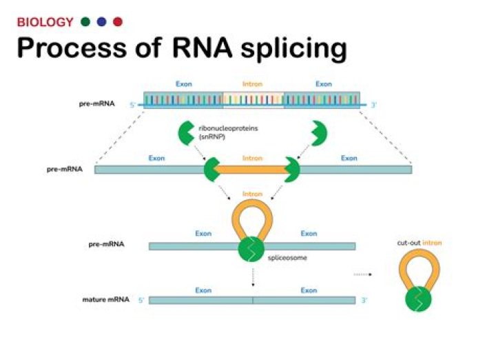 Molecule that's spliced in a lab: Abbr.