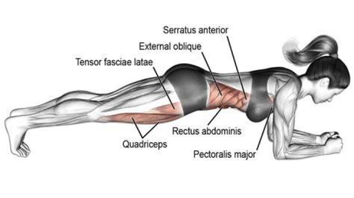Muscles strengthened by planking