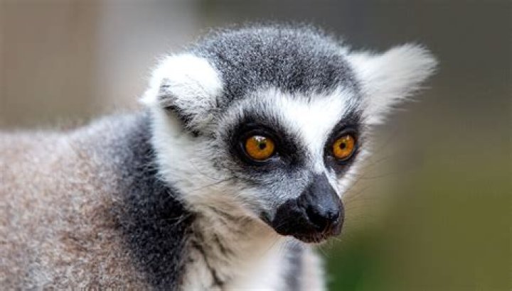 Ring-tailed mammal of Madagascar