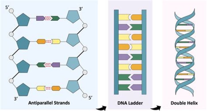 Single-stranded genetic molecule: Abbr.