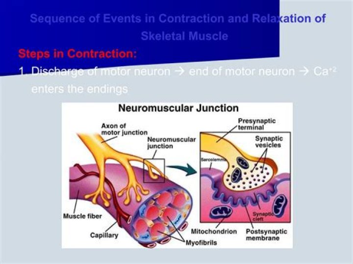 Sudden muscle contraction