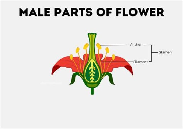 Thin green parts of flowers
