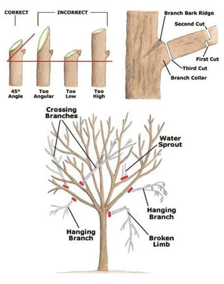 Trim off like a tree limb