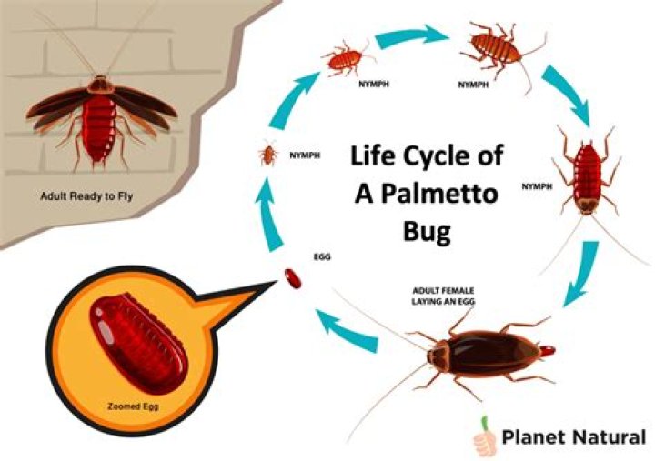 What sound does a palmetto bug make?