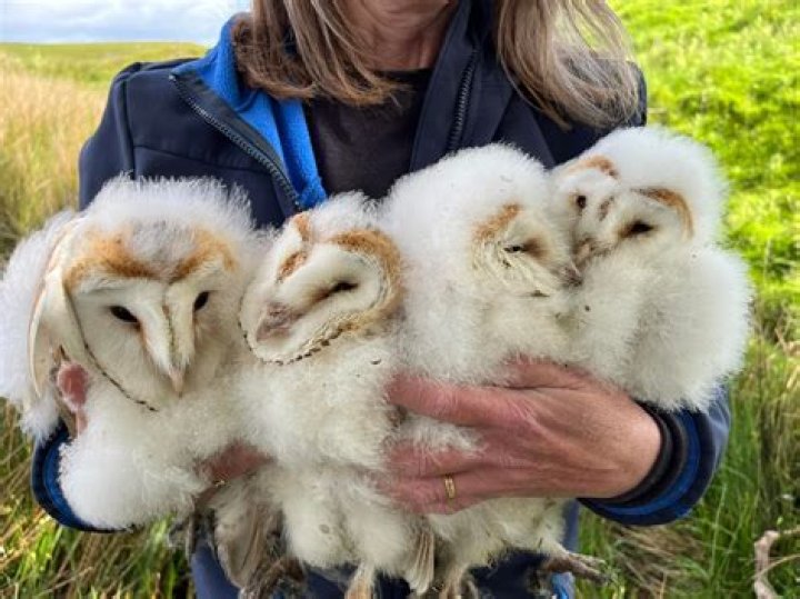 Why can't you have an owl as a pet?