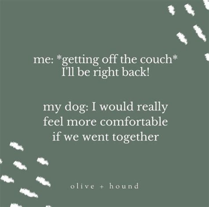 Why is my dog a velcro dog?